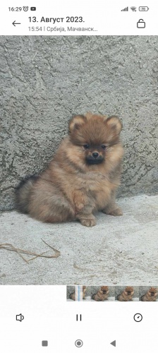 Pomo�ansk� �pic �t��ata