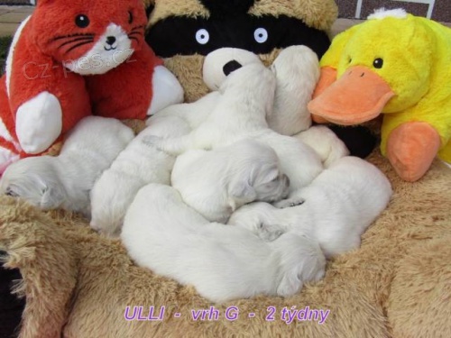 Zlat� retriever - ��.s PP