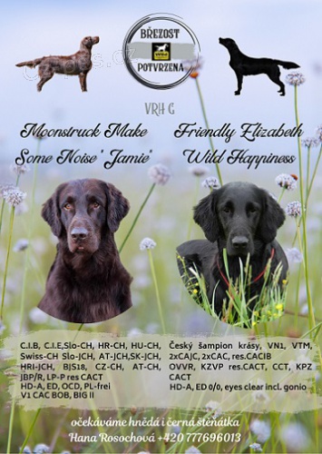 Prodej �t��at plemeno flatcoated retriever