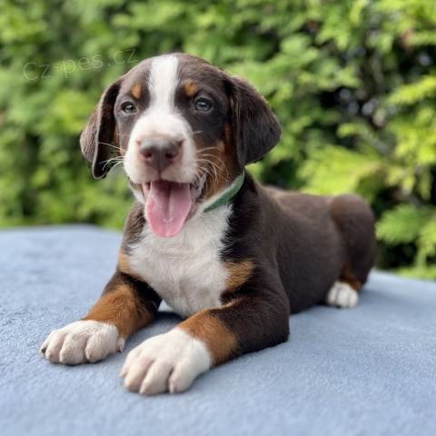 Appenzellsk� sala�n�cky pes