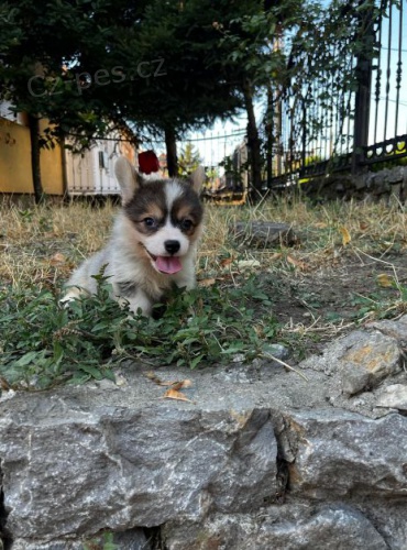 Vel�sk� Corgi Pembroke �t��ata