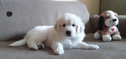 Slovensk� �uva�