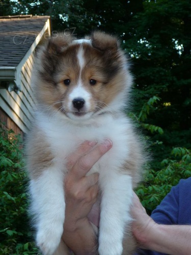 Prod�m �t��ata shetlandsk�ho ov��ka o�kovan� a od�erven�.