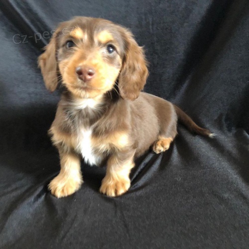 Kr�sn� dlouhosrst� �t��ata jezev��ka velikosti kr�l�ka k dispozici a p�ipravena k prodeji. Pouze pro v�n� osoby.