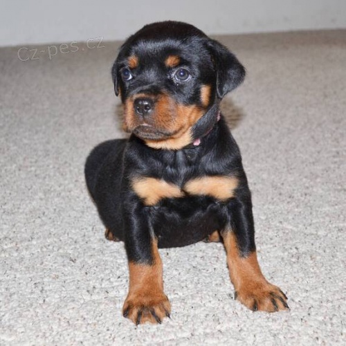 Prod�m roztomil� a kr�sn� miniaturn� �t���tka rotvajlera.