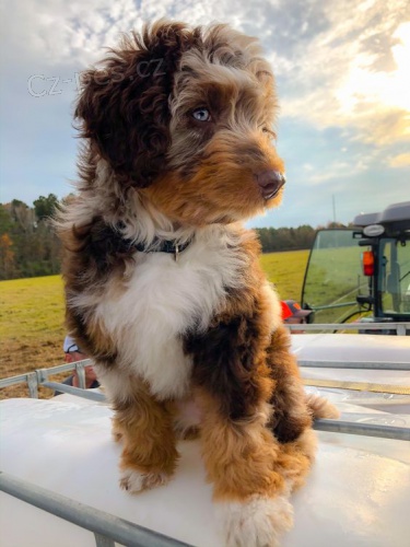 Prod�m zdrav� �t��ata MINI Aussiedoodle.