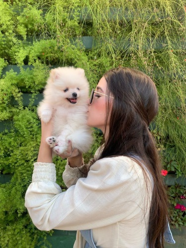 Hygienicky vy�kolen� miniaturn� �t��ata pomeranian� na prodej.