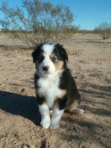 Prod�m roztomil� �t��ata australsk�ho ov��ka