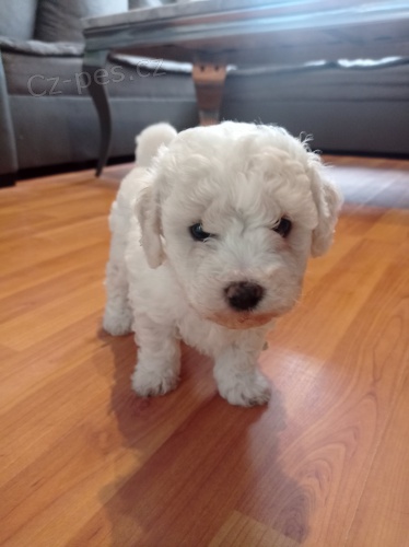 �t��ata bi�onka jsou k dispozici a p�ipravena k prodeji.