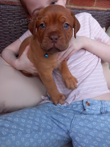 Prod�m kr�sn� o�kovan� a od�erven� �t���tka bordeauxsk� dogy