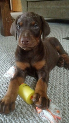 Prod�m �t��ata dobrmana.