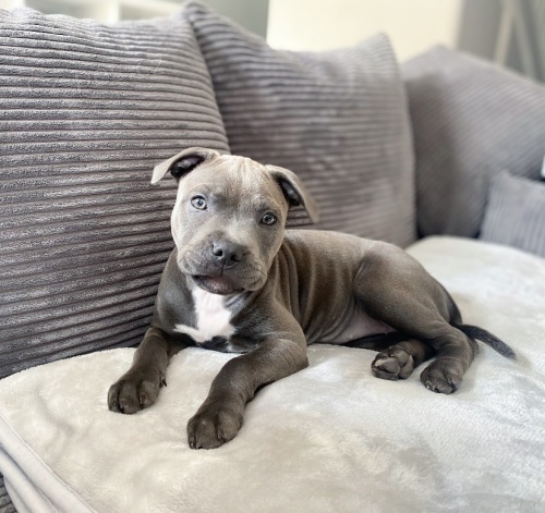 Prod�m zdrav� �t��ata staford��rsk�ho bulteri�ra