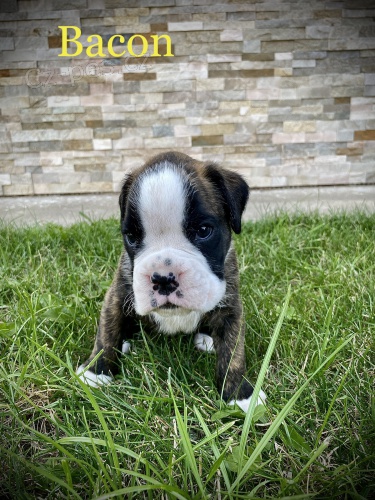 �t�n� n�meck� boxer