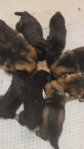 Nab�z�me �t��atka n�meck�ho ov��ka 