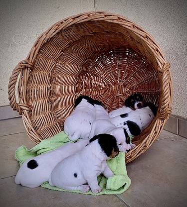 �t��ata Parson Russell teri�r s PP