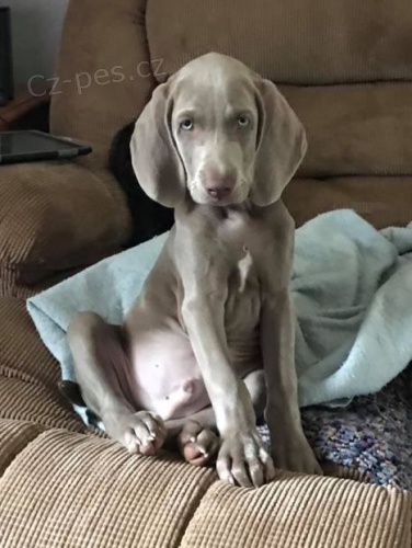 �t��ata v�marsk�ch oha�� na prodej