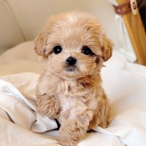 �t��ata TOY pudla k adopci.