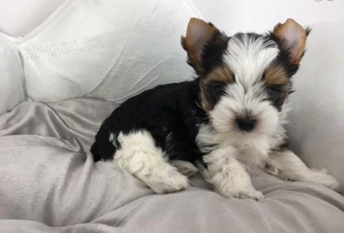 Prod�m zdrav� �t��ata MINI BIEWER YORKIE.