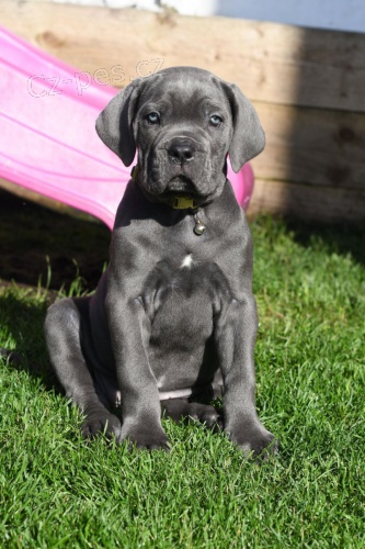 Prod�m �t��ata Cane Corso