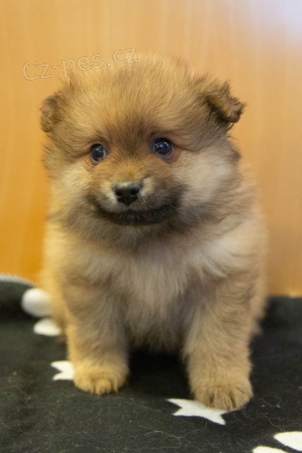 Prod�m �t��ata pomeraniana.