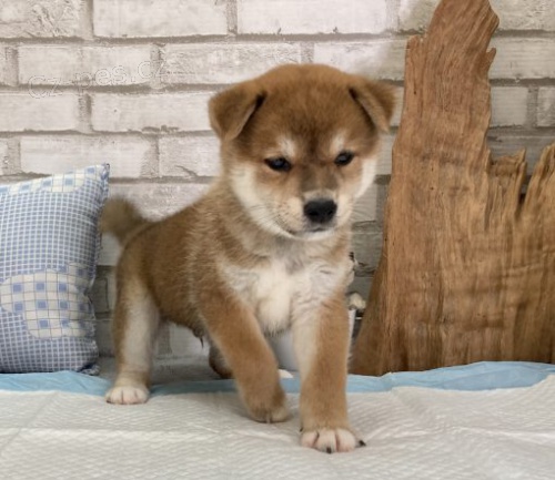 Prod�m �t��ata shiba inu