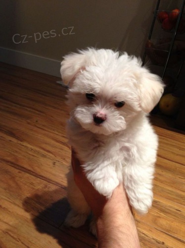 malt�zsk� �t��ata na prodej.