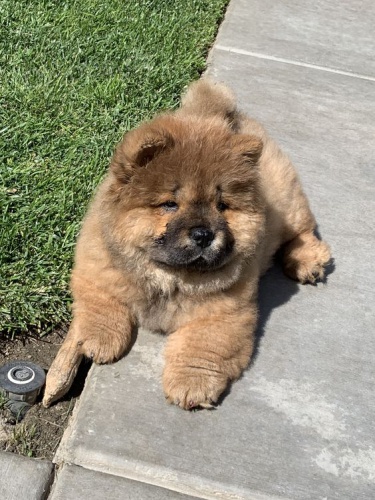 Prod�m zdrav� �t��ata �au-�au