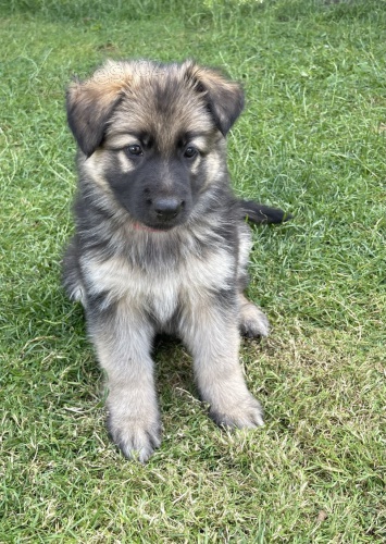 Prod�m �t��ata n�meck�ho ov��ka