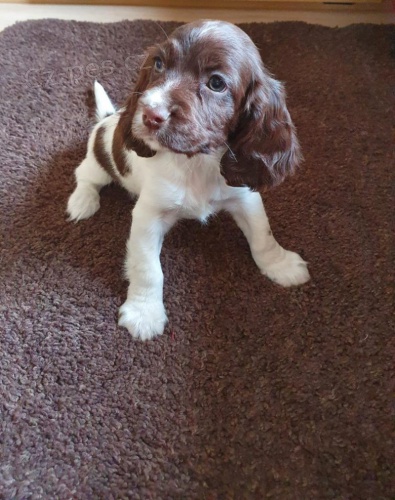 �t��ata kokr�pan�la na prodej.