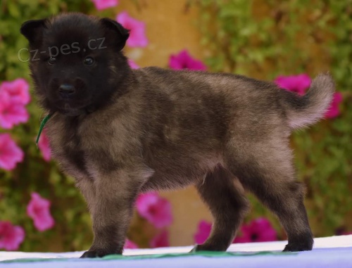 Prod�m �t��ata Tervuerenu