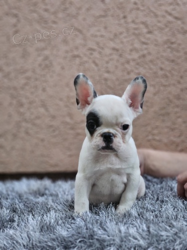 Francouzsk� buldo�ek �t��ata