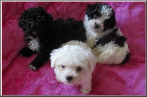 Rusk� barevn� bolonka - d��ve barevn� bolo�sk� ps�k