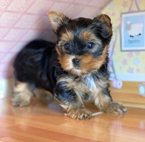 Prod�m roztomil� a kr�sn� �t���tka mini jork��rsk�ho teri�ra.