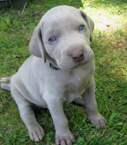 �t��ata v�marsk�ch oha�� na prodej