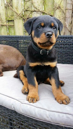 Prod�m miniaturn� �t��ata rotvajlera.