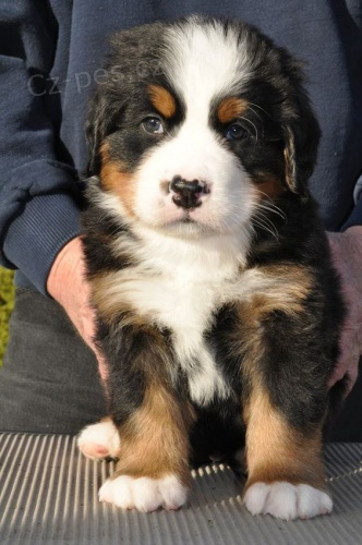 Prod�m �t��ata bernsk�ho sala�nick�ho psa.