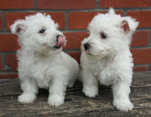 Prod�m �t��ata West Highland White Terriers