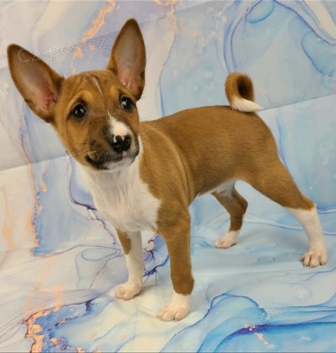 �t��ata basenji