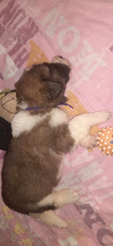 Moskevsk� str�n� pes