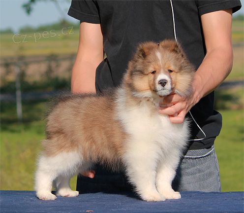 Prod�m �t��ata shetlandsk�ho ov��ka.