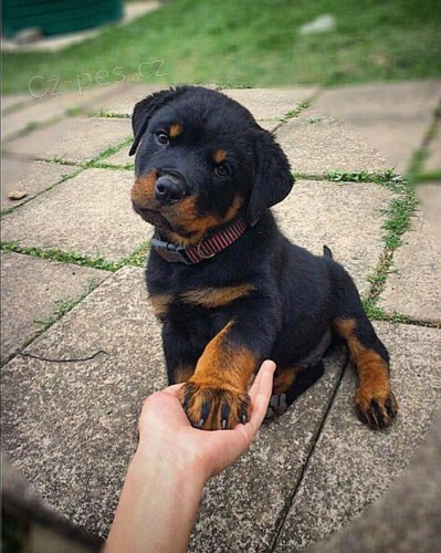 Prod�m �t��ata rotvajlera MINI.