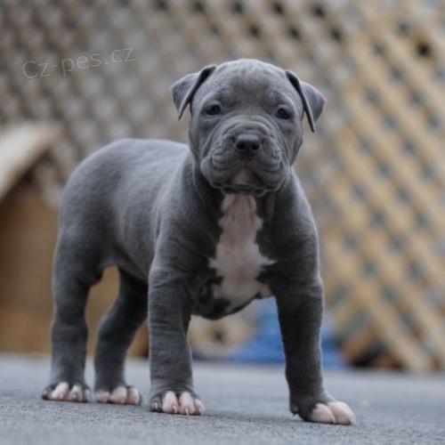 Prod�m zdrav� �t��ata pitbulteri�ra.