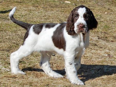 Prod�m kr�sn� a rozko�n� �t���tka anglick�ho �pringr�pan�la.