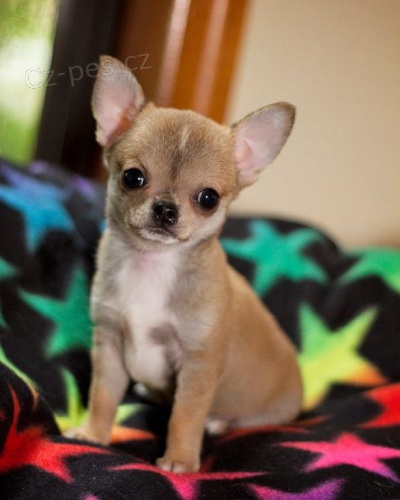 Prod�m KR�SN� O�KOVAN� MINI �t��ata �ivavy