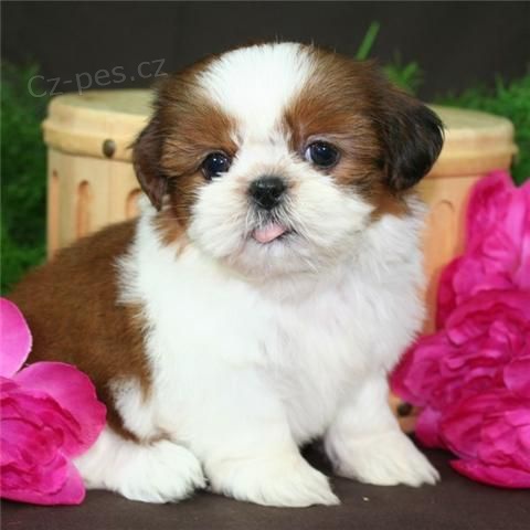 �t���tka SHIH TZU k ADOPCI