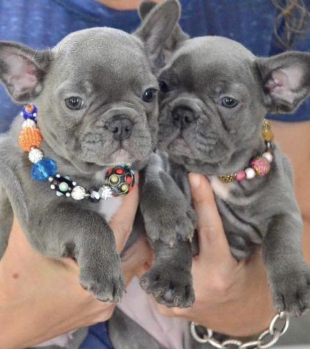 Prod�m ZDRAV� a O�KOVAN� �t��ata francouzsk�ho buldo�ka.