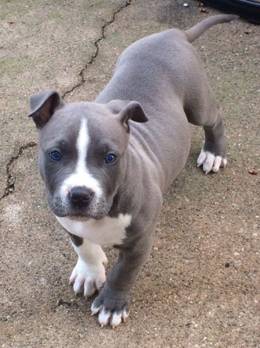 Prod�m zdrav� �t��ata staford��rsk�ho bulteri�ra