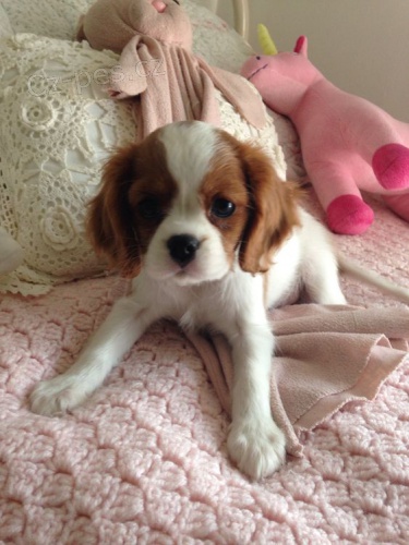 Prod�m mini o�kovan� �t��ata Cavalier King Charles Spaniel.