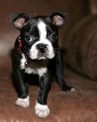 Prod�m �t��ata bostonsk�ho teri�ra