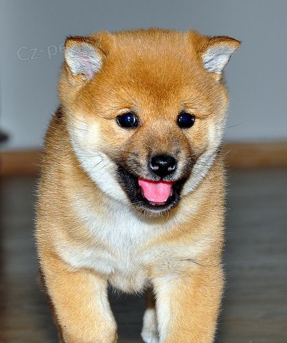 Prod�m rozko�n� miminka �t��ata shiba inu
